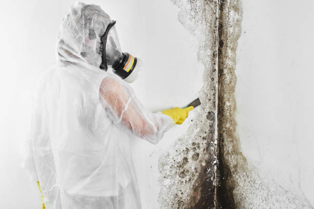 Best Mold Testing  in Wolfdale, PA