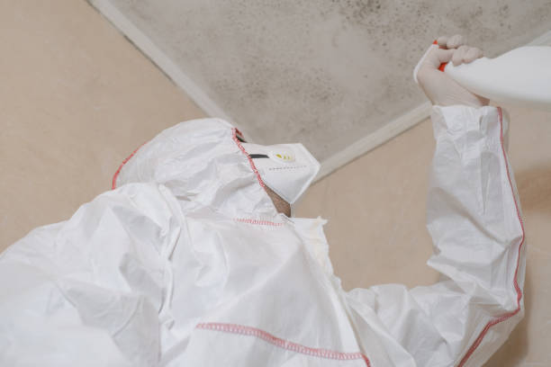 Best Attic Mold Removal  in Wolfdale, PA