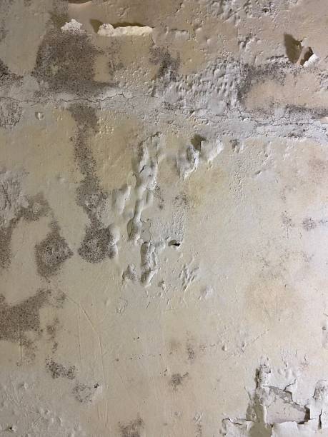 Best Mold Testing and Removal  in Wolfdale, PA