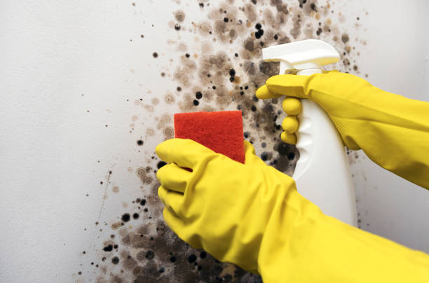 Best Mold Remediation  in Wolfdale, PA