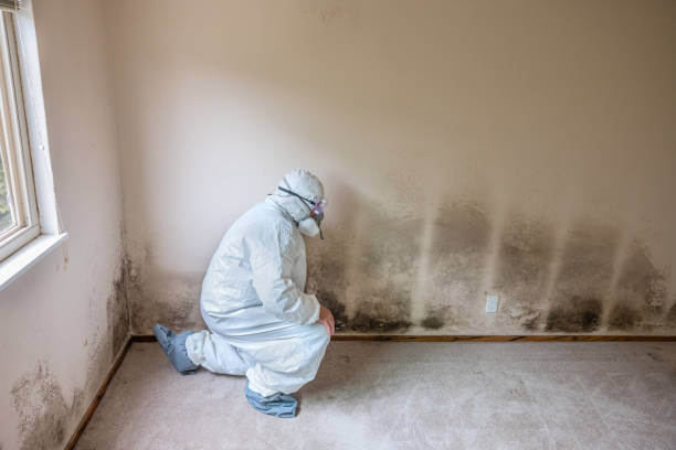 Attic Mold Removal in Wolfdale, PA