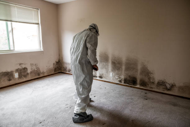 Best Certified Mold Removal  in Wolfdale, PA
