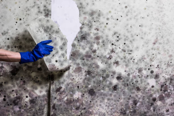 Best Affordable Mold Removal  in Wolfdale, PA