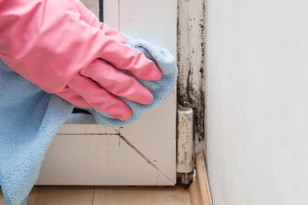 Best Fast Mold Removal  in Wolfdale, PA